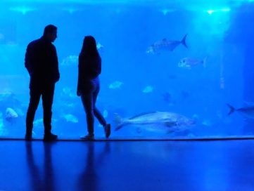 people standing inside an aquarium looking at fish